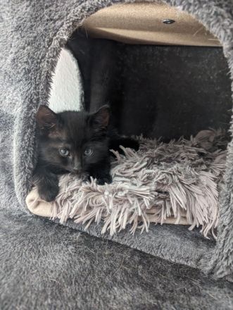 Kleine Racker suchen ein Zuhause