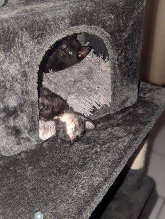 Kleine Racker suchen ein Zuhause