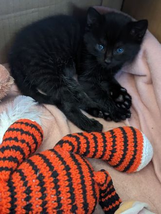 Kleine Racker suchen ein Zuhause