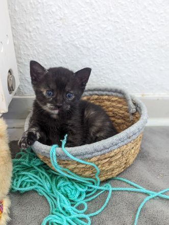 Kleine Racker suchen ein Zuhause