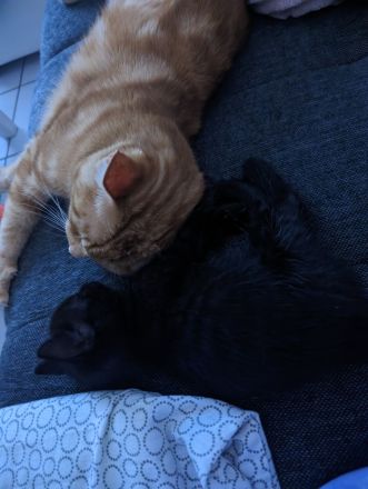 Kleine Racker suchen ein Zuhause