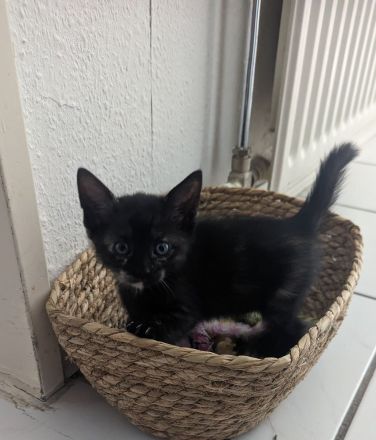 Kleine Racker suchen ein Zuhause