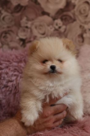 Wunderschöne Pomeranian Zwergspitz Welpen Boo Bärchen
