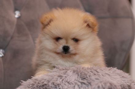 Wunderschöne Pomeranian Zwergspitz Welpen Boo Bärchen