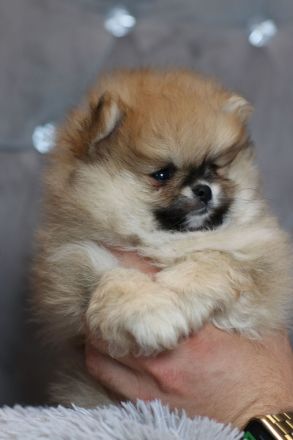 Wunderschöne Pomeranian Zwergspitz Welpen Boo Bärchen