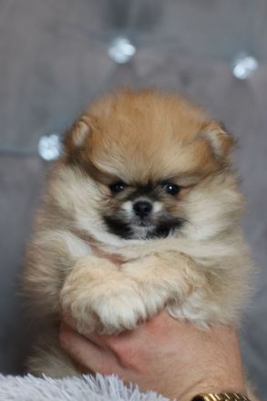 Wunderschöne Pomeranian Zwergspitz Welpen Boo Bärchen