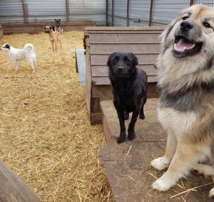 liebe, soziale, kastrierte Popy 2 im rumänischen Tierheim, sucht tierliebe Adoptanten