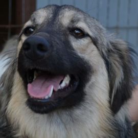 liebe, soziale, kastrierte Popy 2 im rumänischen Tierheim, sucht tierliebe Adoptanten
