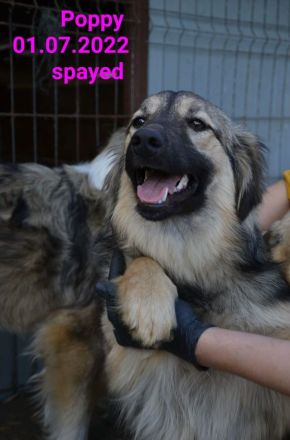 liebe, soziale, kastrierte Popy 2 im rumänischen Tierheim, sucht tierliebe Adoptanten