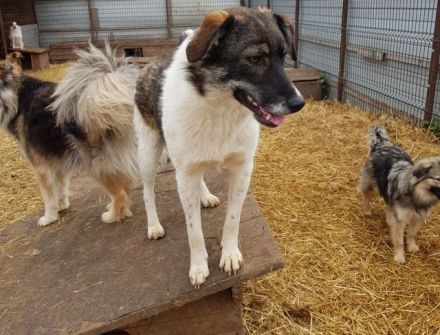 liebe, soziale, kastrierte Popy 2 im rumänischen Tierheim, sucht tierliebe Adoptanten