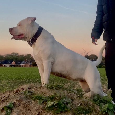 American Bully XL sucht..