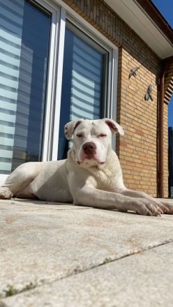 American Bully XL sucht..