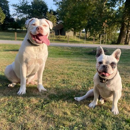 American Bully XL sucht..