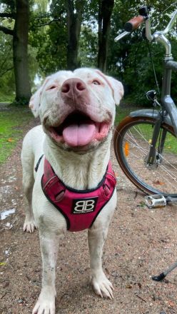 American Bully XL sucht..