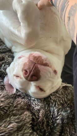 American Bully XL sucht..