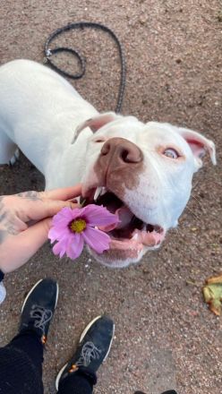 American Bully XL sucht..