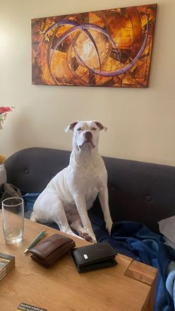 American Bully XL sucht..