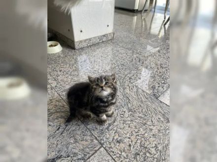 Zuckersüße und verschmuste BKH Kitten suchen neues Zuhause!