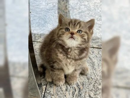 Zuckersüße und verschmuste BKH Kitten suchen neues Zuhause!