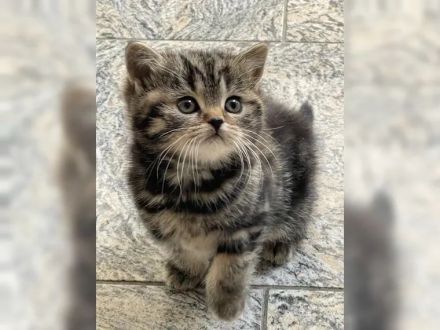 Zuckersüße und verschmuste BKH Kitten suchen neues Zuhause!