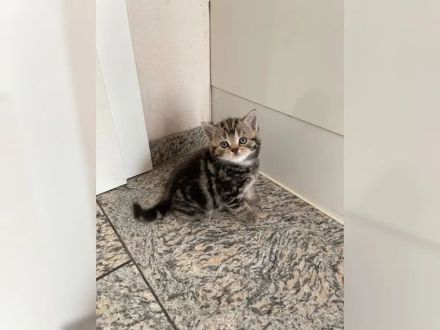 Zuckersüße und verschmuste BKH Kitten suchen neues Zuhause!