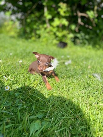 Zwergpinscher Welpen