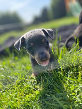 Zwergpinscher Welpen