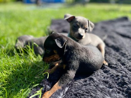 Zwergpinscher Welpen