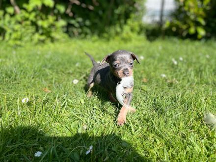 Zwergpinscher Welpen