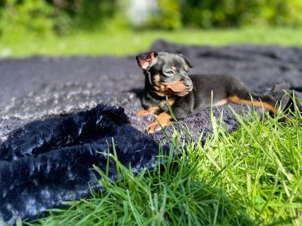 Zwergpinscher Welpen