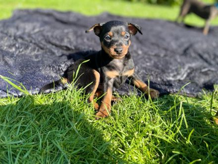 Zwergpinscher Welpen