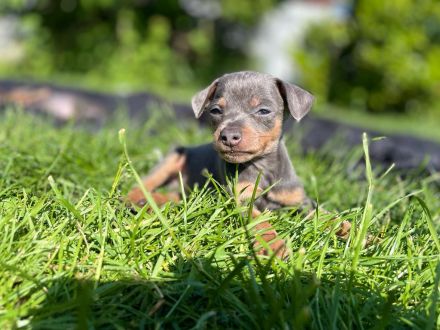 Zwergpinscher Welpen
