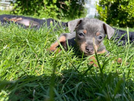 Zwergpinscher Welpen