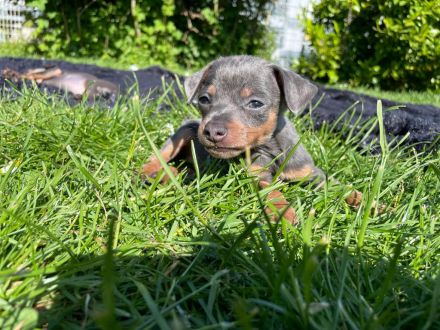 Zwergpinscher Welpen