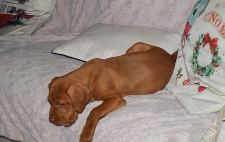 Magyar Vizsla Welpen