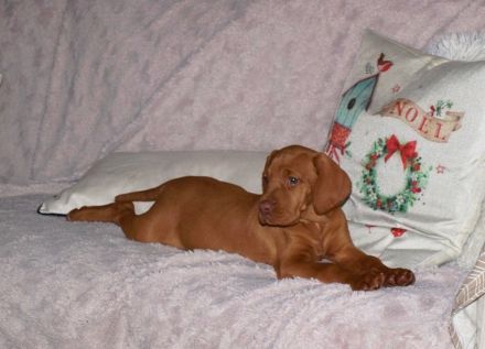 Magyar Vizsla Welpen