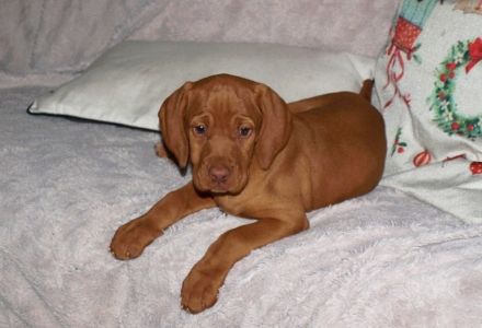 Magyar Vizsla Welpen