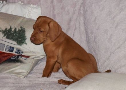 Magyar Vizsla Welpen