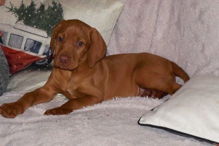 Magyar Vizsla Welpen