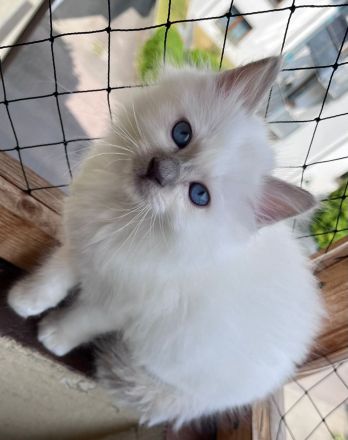 2 Heilige Birma (männlich, *27.02.) suchen neues Zuhause