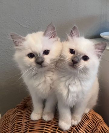 2 Heilige Birma (männlich, *27.02.) suchen neues Zuhause