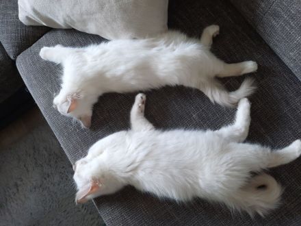 2 Heilige Birma (männlich, *27.02.) suchen neues Zuhause