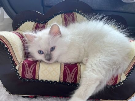 2 Heilige Birma (männlich, *27.02.) suchen neues Zuhause