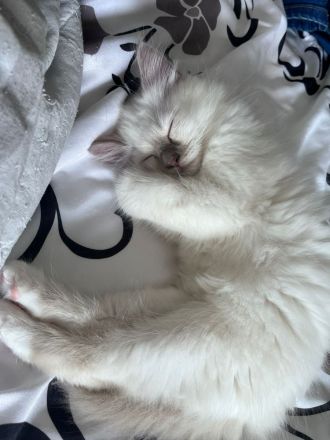 2 Heilige Birma (männlich, *27.02.) suchen neues Zuhause