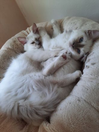 2 Heilige Birma (männlich, *27.02.) suchen neues Zuhause