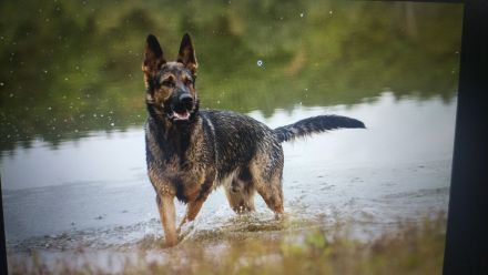 Deutscher Schäferhund