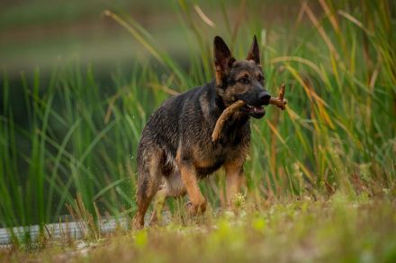 Deutscher Schäferhund
