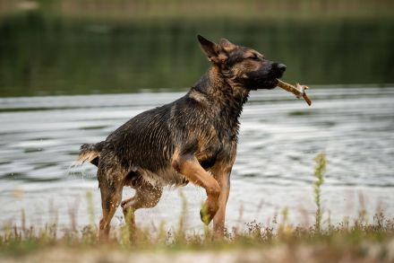 Deutscher Schäferhund