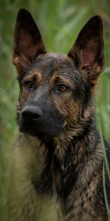 Deutscher Schäferhund