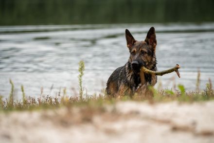 Deutscher Schäferhund